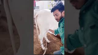 Cow Ultrasound pregnancy check Karachi Pakistan