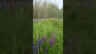 Lupin Field Canada