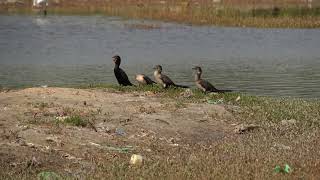 Naturaufnahmen - Riedscharbe - Senegal 2022