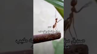 فعلا اللي قلبه طيب هو اللي بيضر نفسه