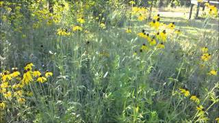 My North American tallgrass prairie restoration/garden