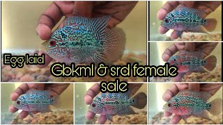 Quality kml and srd female for sale @ affordable sale | Aquapets & farm