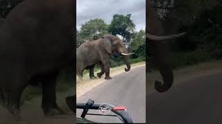 Majestic African Elephants Cross the Road | Incredible Wildlife Moment 🐘🛤️ #travel #elephant