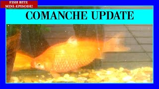 Comanche Update. Doing What We Can to Save a Large Goldfish.