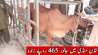 لڈن منڈی میں کانٹے کے اوپر وزن کر کے جانور خریدیں Buy animalby weighing them on a fork in market