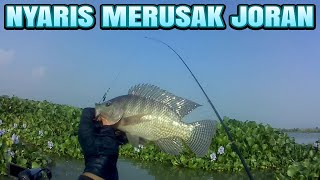 Begitu dahsyat tarikannya..!! Perlawanan ikan nila babon membuat pemancing ini kewalahan