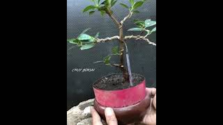 Ficus longisland