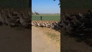 Geese in traffic 🦢🦢