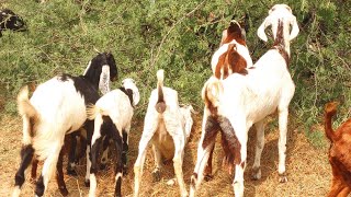 عائلة مكونة من العديد من الماعز تأكل الشجرة#goatlovers