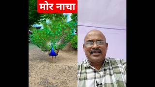 मोर नाचा किसने देखा 🦚 #peacock #birds #vipul ##shorts #youtubeshorts #funny