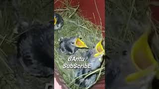 Memberi makan anak burung hasil ngebolang tadi malam.#short