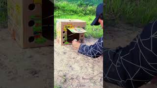 Easy Bird Trap create from Box / bird trap Creative