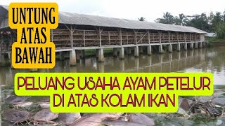 USAHA AYAM PETELUR DI ATAS KOLAM IKAN SANGAT MENGUNTUNGKAN || SISTIM LONGYAM