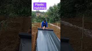 Plastic mulching #agricoolture