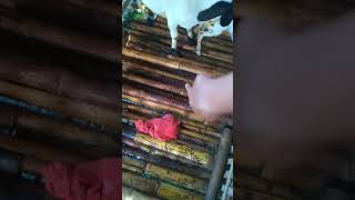 BANYAK LENDIR BERCECERAN / Kambing melahirkan satu ekor anak #shorts