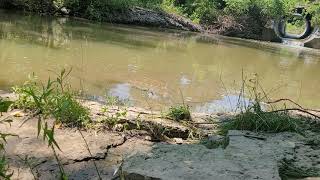 Bank Fishing a creek for bait