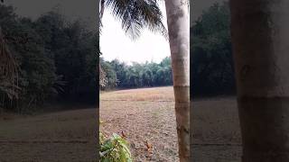 village view #shortvideo #nature #shorts