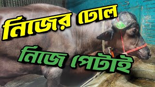 পূর্বাশা এগ্রোর কয়টা গরু বিক্রি হল আর কয়টা আছে || Purbasha Agro