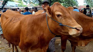 17000‼️ LIMUSIN SUPER POSITIF HAMIL 5 BULAN || PASAR SAPI JATIROGO