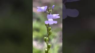 Small & cute pineapple orchid【小さくて可愛いマツバウンラン】#wildflower#nature