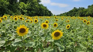 Sunflowers and Hiking the C&O Canal at Mckee Beshers Wildlife Area - June 28, 2024