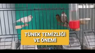 KUŞLARDA TÜNEK TEMİZLİĞİ