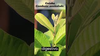 Benefícios do chá de folha de goiaba para saúde. (Previne a diabetes ) #diabetes #shortvideo