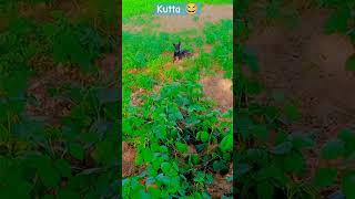 kutta 🐶 #shortfeed #shortvideo #trendingshorts #dog #doglover #villagelife #shortfeed