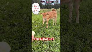 RYJE GŁÓWKĘ (dawno nie było zwierząt) #shorts #funny #jarywilczek