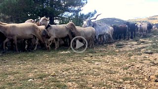 Walking with a transhumant shepherd in Spain