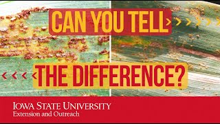 Spotting the Difference: Southern Rust vs. Common Rust of Corn