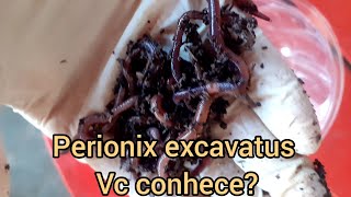 Minhocas: Perionix excavatus, vc conhece?