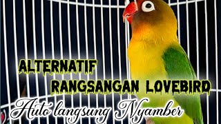 lovebird gacor ngekek panjang ,Alternatif Lovebird malas bunyi auto ngekek