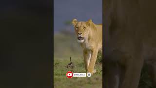 Lioness Walking Towards Camera