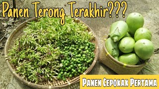 Eps. 54 Gardening || Panen Terong Belum Berakhir???  Lanjut Panen Bunga Pepaya & Cepokak