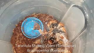 Gorby Exotics - Tarantula Molting Video 003 (Brachypelma boehmei)