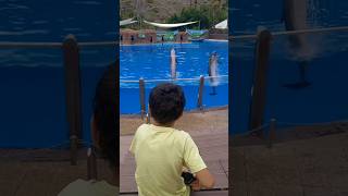 Palmitos park Gran Canaria #shorts #animals #bioparque #animal #shortvideo #funnyanimal #delfines