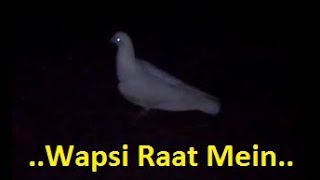 kabootaro ki Wapsi Raat Mein || Landing time 7:33Pm..