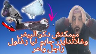 ذكر البيض جاب ليا زغلول زاجل لون رائع🤯😍 ودرت خواتم زغاليل سيفيانوس🕊️🕊️