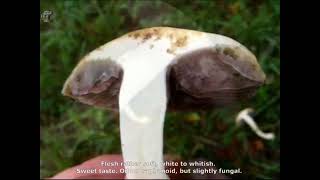 Stropharia coronilla. Champimaginatis. English Text.