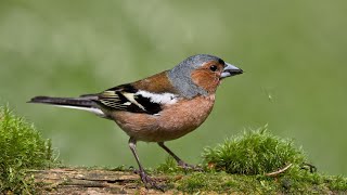 Buchfink mit sein Beruhigenden Gesang