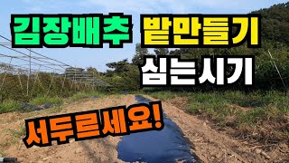 김장배추 밭만들기, 김장배추심는시기, 김장배추재배방법, 김장배추심기, 김장배추심는방법