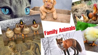 Family Animal Sounds: Cat, Dog, Duck , Lion ,Fox Chicken || Family Animal Sounds 2022