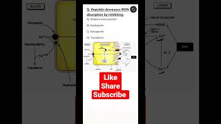 NEET PG #BIOCHEMISTRY MCQ || Iron absorption || Hepcidin