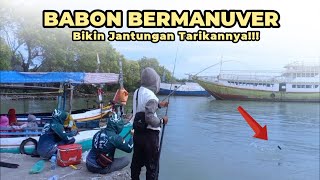 Tarikan Baronang BABON bikin Jantungan