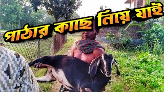 ক্রস ছাগলটা প্রথমবার হিটে আসলো || Purbasha Agro