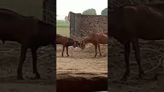 goats fight & love #Funny animals - Funny cats and dogs - Funny animal videos 2023