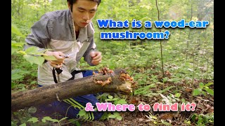 What is wood ear mushroom (excellent choice edible mushroom) and where to find it? 在哪里找野生木耳？中英字幕