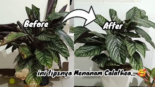 Begini Cara Menanam dan Merawat Calathea Ornata || Beli Online Calathea