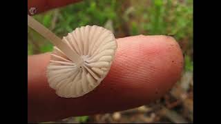 Mycena capillaripes. Champimaginatis. English Text.